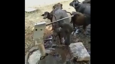 The image shows the buffalo using a hand pump. (Twitter/@ipskabra)