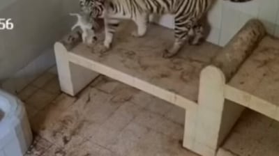 The image shows one of the tigers holding the kitten. (Instagram/@latifaalmaktoum)