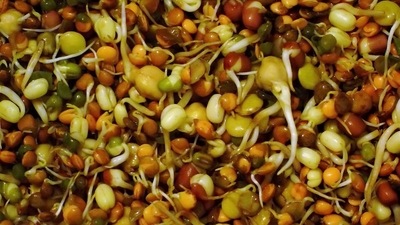 Ground nut and moong daal can also be consumed raw for health benefits. (Wikipedia) Ground nut and moong daal can also be consumed raw for health benefits. (Wikipedia)