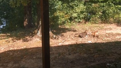 The image shows the pet cat and the wild fox. (Jukin Media)