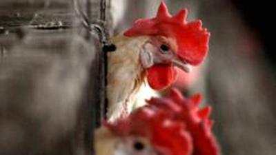 Parida, 22, an engineering graduate who in 2019 borrowed ₹200,000 from a local cooperative to start his farm said he tried to revive the chickens after they collapsed. (Representational image) Parida, 22, an engineering graduate who in 2019 borrowed ₹200,000 from a local cooperative to start his farm said he tried to revive the chickens after they collapsed. (Representational image)