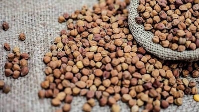 When consumed as an evening snack with salt, lemon and green chillies, sprouted chickpea helps in shedding the extra fat from the body. (Instagram) When consumed as an evening snack with salt, lemon and green chillies, sprouted chickpea helps in shedding the extra fat from the body. (Instagram)