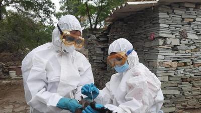 An alert has been issued across wetlands in Rajasthan to scan for sudden deaths of birds because of bird flu infection, which, officials believe, has been brought by migratory birds from Central Asia. An alert has been issued across wetlands in Rajasthan to scan for sudden deaths of birds because of bird flu infection, which, officials believe, has been brought by migratory birds from Central Asia.