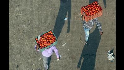This is the highest tomato price in recent years in Chandigarh, mandi officials said. (ANI) This is the highest tomato price in recent years in Chandigarh, mandi officials said. (ANI)