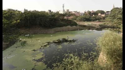 currently, the six-acre water body has been reduced to four acres due to encroachment. (Vipin Kumar/HT PHOTO)