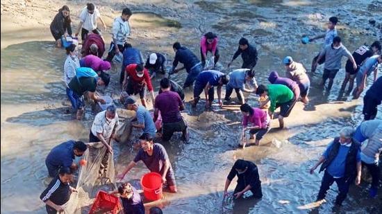 Volunteers engaged in an operation to rescue fish in Dal Lake near Naddi village in Dharamshala on Tuesday, (HT Photo)