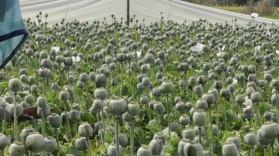 NCB said the drugs were seized from three shops located in the Kamtha area of Nanded. (Representative Image) NCB said the drugs were seized from three shops located in the Kamtha area of Nanded. (Representative Image)