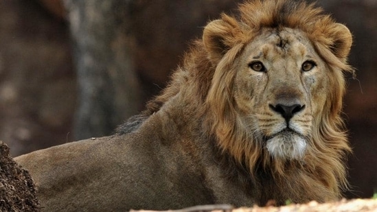 The man was walking on the boulders of the African Lion moat area. (Image used for representation) (AFP PHOTO)