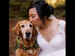 This bride is seen posing with her Golden Retriever - Gumbo, (instagram/@stephphoto.co)