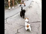 These two dogs had a friendly ‘conversation’ that is too funny to watch. (instagram/@paulathejackrussell) These two dogs had a friendly ‘conversation’ that is too funny to watch. (instagram/@paulathejackrussell)