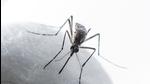 In 2019, 920 dengue cases were recorded in Mumbai (HT File) In 2019, 920 dengue cases were recorded in Mumbai (HT File)