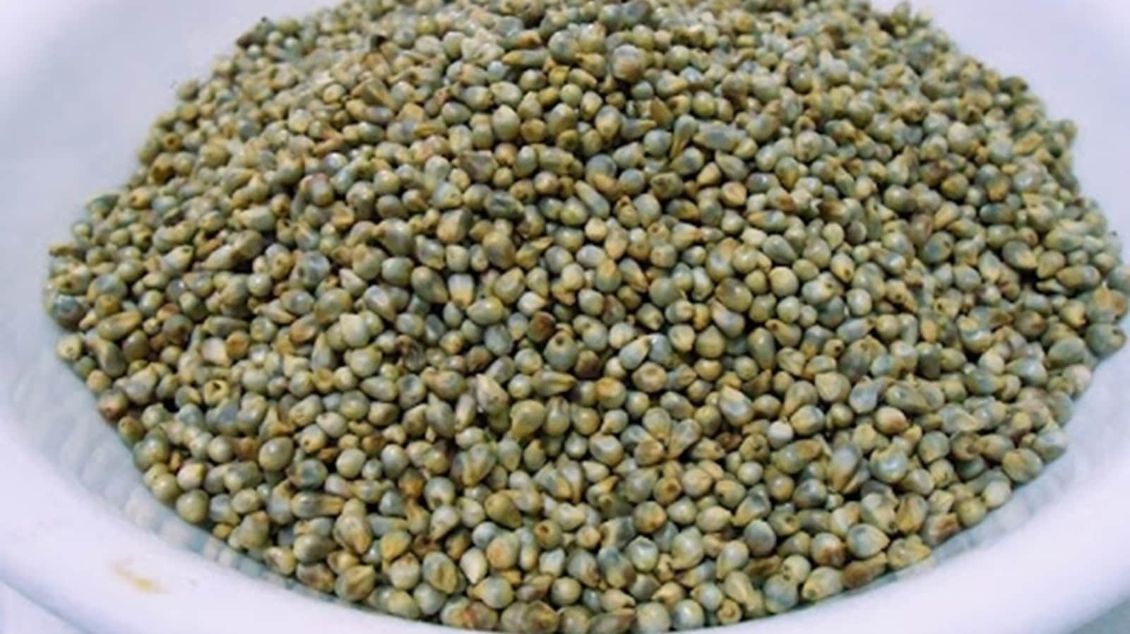 Eat Raw Jowar Or Sorghum In Breakfast To Prevent Diabetes Heart 