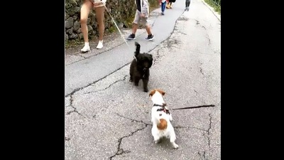 These two dogs had a friendly ‘conversation’ that is too funny to watch.&nbsp; (instagram/@paulathejackrussell)