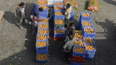Retail vendors check the quality of tomatoes at a vegetable wholesale market in Hyderabad on November 24. (AFP) Retail vendors check the quality of tomatoes at a vegetable wholesale market in Hyderabad on November 24. (AFP)