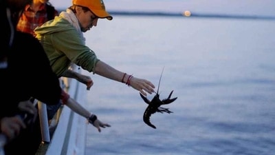 The UK government order is based on a report by the London School of Economics, which said that lobsters and crabs shouldn't be boiled alive. The UK government order is based on a report by the London School of Economics, which said that lobsters and crabs shouldn't be boiled alive.