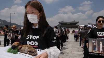 Animal lovers applaud proposals to shut down restaurants that serve dog, but culinary traditionalists oppose the move. (Getty Images/AFP/E.Jones) Animal lovers applaud proposals to shut down restaurants that serve dog, but culinary traditionalists oppose the move. (Getty Images/AFP/E.Jones)