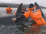 This killer whale cub gets rescued in Russia by a group of committed rescuers. (Jukin Media) This killer whale cub gets rescued in Russia by a group of committed rescuers. (Jukin Media)