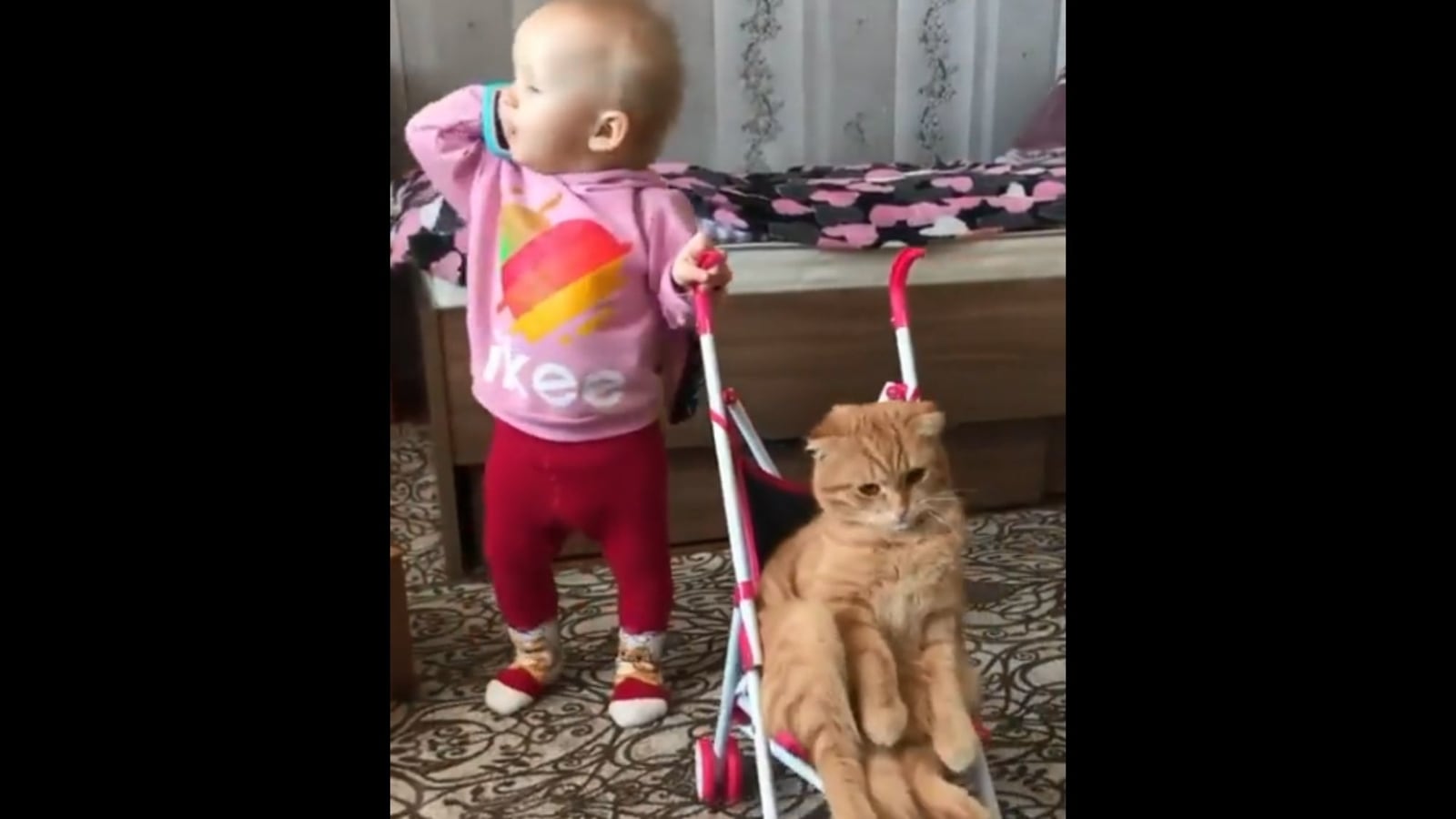 Kid talks on toy phone while pushing cat on stroller, then does this. Watch