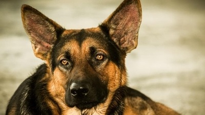 A German Shepherd, White Spitz and a Rattler bought by an Odisha drug dealer will be confiscated once the formal order comes, a police officer said. (Representative Image) (Getty Images/iStockphoto) A German Shepherd, White Spitz and a Rattler bought by an Odisha drug dealer will be confiscated once the formal order comes, a police officer said. (Representative Image) (Getty Images/iStockphoto)