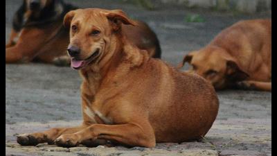 A truck driver has been booked in Thane for running over and killing a stray dog. (For representational purposes only) (HT FILE PHOTO) A truck driver has been booked in Thane for running over and killing a stray dog. (For representational purposes only) (HT FILE PHOTO)