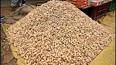 It was soon evident that the crop was suffering very severely from a disease, locally known as “tikka,” which was determined to be due to the fungus Septogloeum arachidis. (REPRESENTATIVE PHOTO) It was soon evident that the crop was suffering very severely from a disease, locally known as “tikka,” which was determined to be due to the fungus Septogloeum arachidis. (REPRESENTATIVE PHOTO)