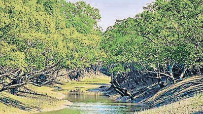 A file photo of the Sunderbans river delta. (Getty Images/iStockphoto) A file photo of the Sunderbans river delta. (Getty Images/iStockphoto)