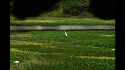 Lotus Lake in Nerul is now seeing a faster growth of hyacinth, which environmentalists see as a problem. (BACHCHAN KUMAR/HT PHOTO)
