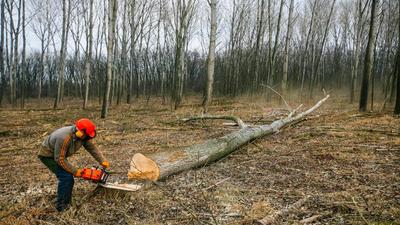 Dera Bassi MLA NK Sharma alleged the nagar council in order to benefit some private persons had sold trees worth several lakhs for just ₹2.25 lakh in Lalru, Mohali. (Shutterstock/representative image) Dera Bassi MLA NK Sharma alleged the nagar council in order to benefit some private persons had sold trees worth several lakhs for just ₹2.25 lakh in Lalru, Mohali. (Shutterstock/representative image)