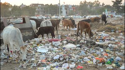 State of wards: Ram Darbar in Ward 19, Chandigarh, is plagued by garbage issue. (Gurtej Singh.) State of wards: Ram Darbar in Ward 19, Chandigarh, is plagued by garbage issue. (Gurtej Singh.)