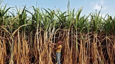 As per reports collected from the sugarcane belts of Haryana, the farmers were expecting around 100 to 150 quintal crop loss per acre causing loss of around ₹30,000 to ₹50,000 per acre. (HT File) As per reports collected from the sugarcane belts of Haryana, the farmers were expecting around 100 to 150 quintal crop loss per acre causing loss of around ₹30,000 to ₹50,000 per acre. (HT File)