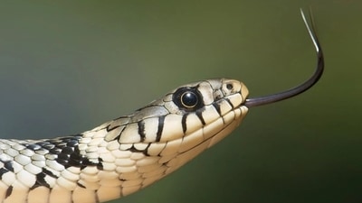 Seeing a snake: You are focused on energy, instinctive drives, feminine energy, power, and healing. If you personally fear from snake that it can be interpretated as a warning of potential danger coming in your life, says Mishra. (Pexels) Seeing a snake: You are focused on energy, instinctive drives, feminine energy, power, and healing. If you personally fear from snake that it can be interpretated as a warning of potential danger coming in your life, says Mishra. (Pexels)