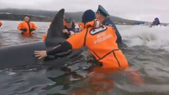 This killer whale cub gets rescued in Russia by a group of committed rescuers.&nbsp;(Jukin Media)