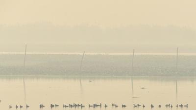 The Okhla bird sanctuary was blanketed in smog in Noida on Friday. (Sunil Ghosh/HT photo) The Okhla bird sanctuary was blanketed in smog in Noida on Friday. (Sunil Ghosh/HT photo)
