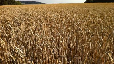 MSP (Minimum Support Price) is a threshold price that acts as a safety net for farmers when they sell particular crops (REPRESENTATIVE IMAGE ) MSP (Minimum Support Price) is a threshold price that acts as a safety net for farmers when they sell particular crops (REPRESENTATIVE IMAGE )