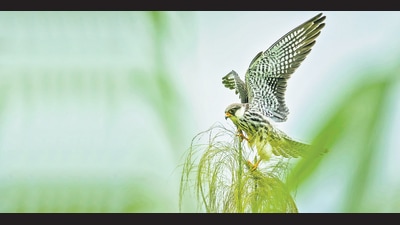 (Sandesh Kadur / Felis Images) (Sandesh Kadur / Felis Images)