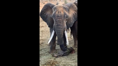 The image shows the elephant watching a baby. (Instagram/@sheldricktrust)