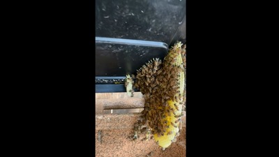 The image shows the beehive. (Instagram/@texasbeeworks)