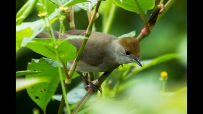 The Eurasian blackcap is a common warbler in Europe, sometimes seen in Kenya, but never in India before. ‘The furthest east it had been seen was Iran,’ Jain says. (Kuttettan Munnar) The Eurasian blackcap is a common warbler in Europe, sometimes seen in Kenya, but never in India before. ‘The furthest east it had been seen was Iran,’ Jain says. (Kuttettan Munnar)