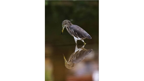 An Indian pond heron goes about its day. The rockpools in Kerala's laterite hills can be over 800 sq metres in size. They act as natural sanctuaries and watering holes for thousands of life forms.(Photo: Jayesh Padichal)