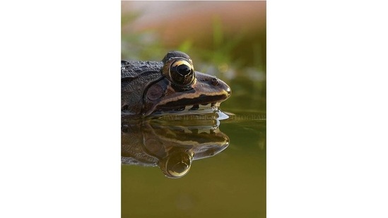 A bullfrog skims the surface, looking for prey.&nbsp;After the success of his documentary, which has been screened at multiple film festivals in Kerala,&nbsp;Padichal is working with local government bodies to try and protect the delicate ecosystems of Kerala’s rockpools.&nbsp;(Photo: Jayesh Padichal)
