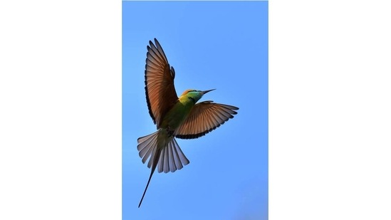 A blue-tailed bee eater in flight. “Jayesh’s film is a brilliant and rare creation. No one would believe the shots are by an amateur,” says senior wildlife filmmaker Suresh Elamon.(Photo: Jayesh Padichal)
