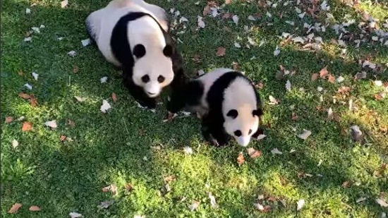The image shows the two pandas. (Instagram/@smithsonianzoo)