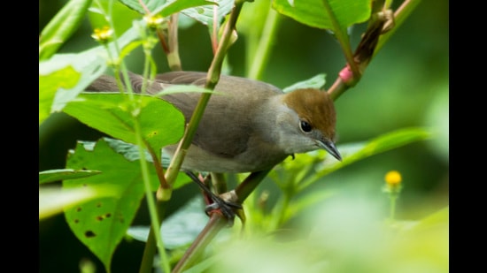 The Eurasian blackcap is a common warbler in Europe, sometimes seen in Kenya, but never in India before. ‘The furthest east it had been seen was Iran,’ Jain says. (Kuttettan Munnar)