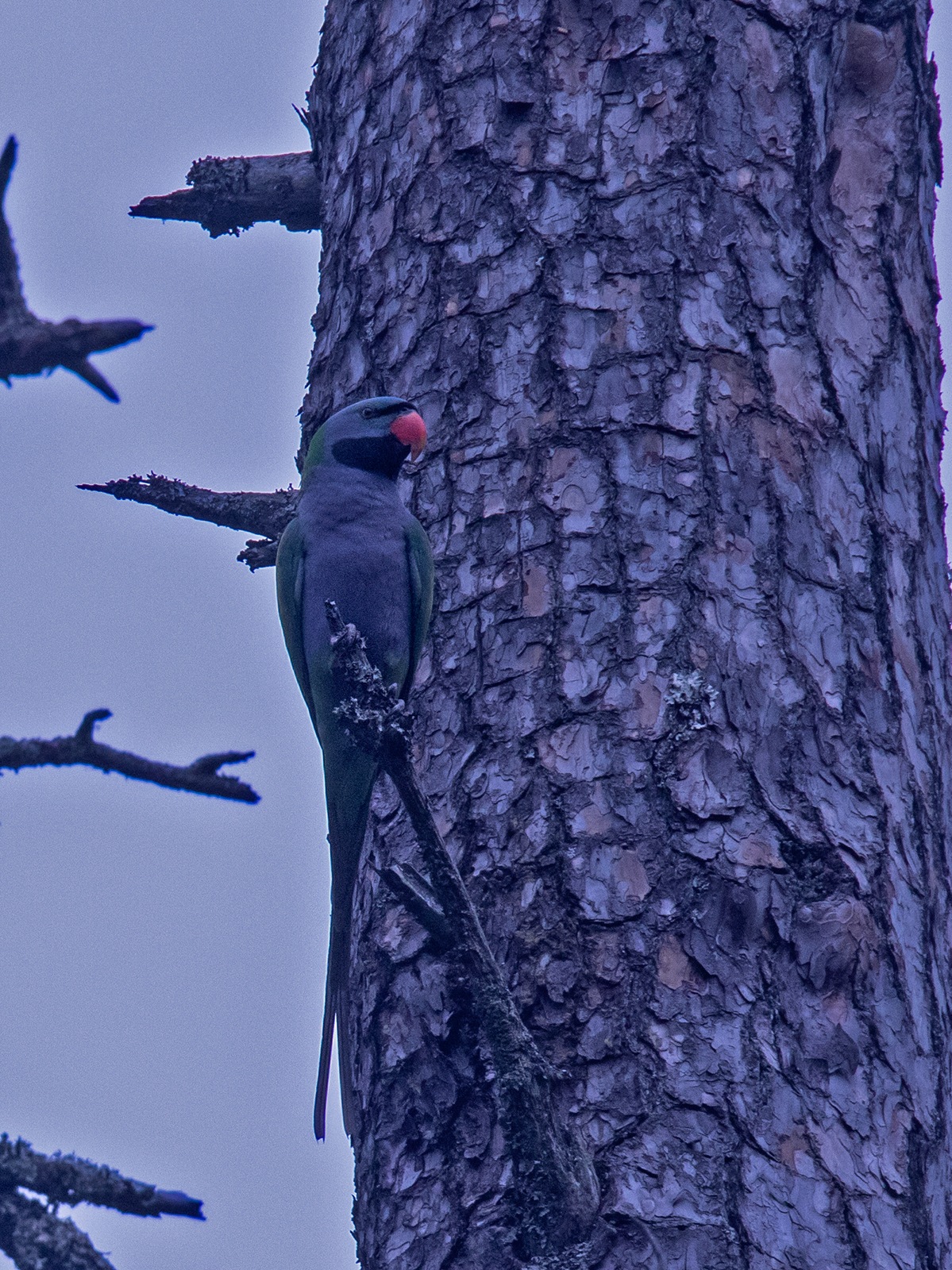 One of Jain’s most exciting finds was the Derbyan parakeet, which a group he was part of managed to trace and photograph in Walong, Arunachal Pradesh, in 2014. “It hadn’t been photographed in India before that. We made aloo ka paratha and danced in glee to celebrate,” Jain says. (Shashank Dalvi) One of Jain’s most exciting finds was the Derbyan parakeet, which a group he was part of managed to trace and photograph in Walong, Arunachal Pradesh, in 2014. “It hadn’t been photographed in India before that. We made aloo ka paratha and danced in glee to celebrate,” Jain says. (Shashank Dalvi)
