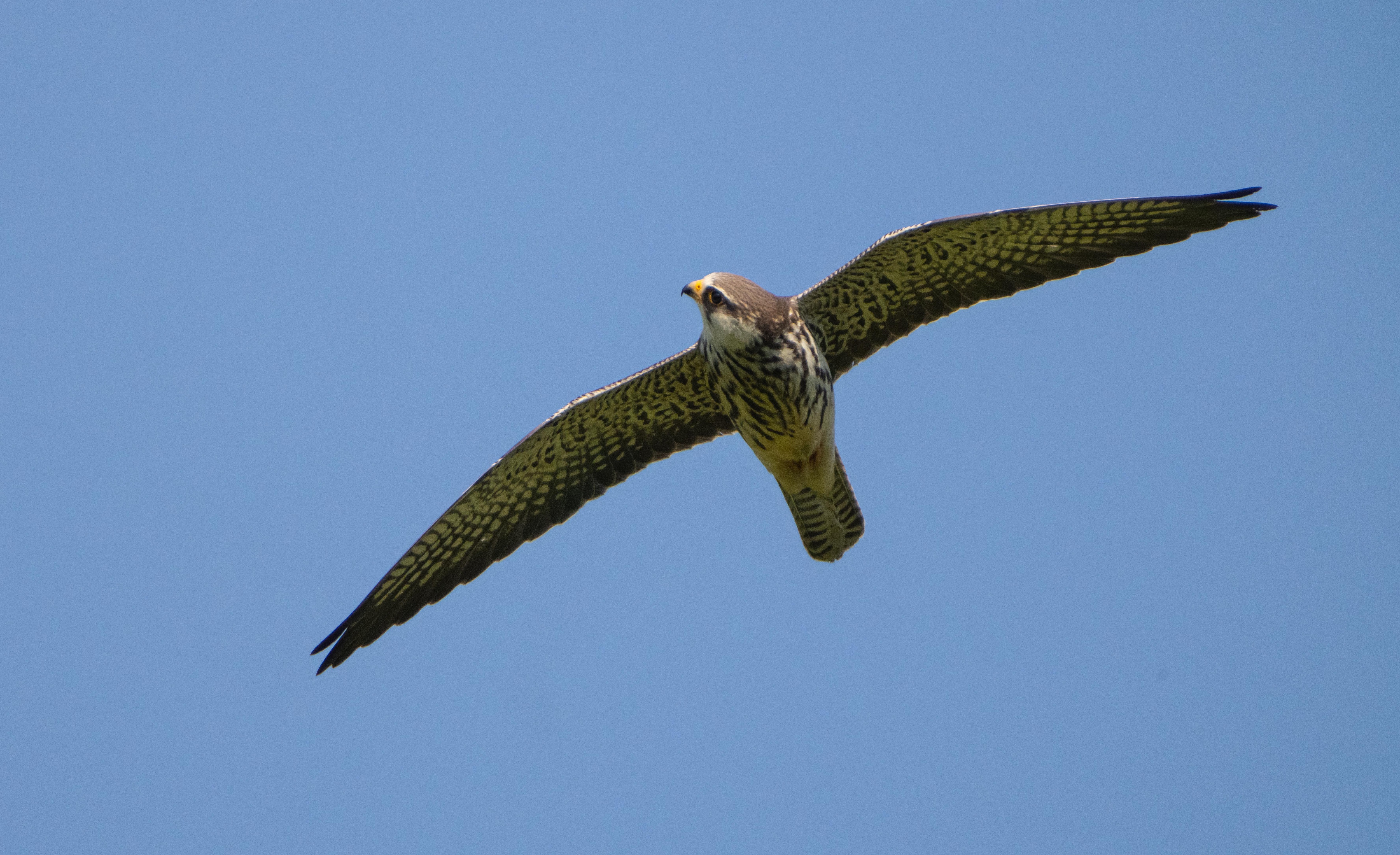 A decade ago, in keeping with long-standing hunting traditions, locals would trap these falcons for food, using large fishing nets strung across treetops. In a remarkably short time, they have begun to see these birds as honoured state guests. (Sandesh Kadur / Felis Images) A decade ago, in keeping with long-standing hunting traditions, locals would trap these falcons for food, using large fishing nets strung across treetops. In a remarkably short time, they have begun to see these birds as honoured state guests. (Sandesh Kadur / Felis Images)