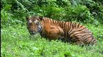 The Sunderbans, formed by the River Ganges and River Brahmaputra, is the world’s largest and only mangrove delta inhabited by tigers. There are around 100 tigers each in India and Bangladesh over which the forest spreads. (AFP PHOTO.) The Sunderbans, formed by the River Ganges and River Brahmaputra, is the world’s largest and only mangrove delta inhabited by tigers. There are around 100 tigers each in India and Bangladesh over which the forest spreads. (AFP PHOTO.)