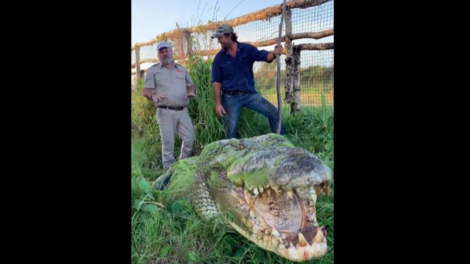 Crocodile in breeding pen and walking ar, Stock Video