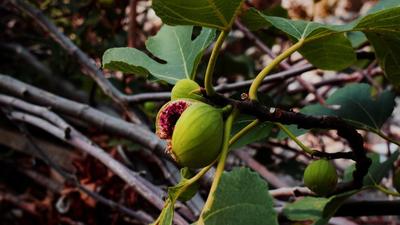 This was the first time I had seen the deliciously supple and seedy anjeer growing on a tree as opposed to the plucked figs laid out on a fruits seller’s cart in the bustling streets of Mumbai. (Representative Image/Unsplash) This was the first time I had seen the deliciously supple and seedy anjeer growing on a tree as opposed to the plucked figs laid out on a fruits seller’s cart in the bustling streets of Mumbai. (Representative Image/Unsplash)
