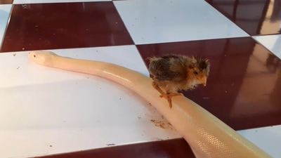 This baby chick is seen riding a snake.&nbsp; (Jukin Media)
