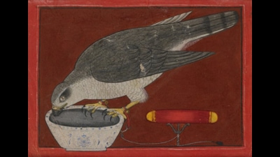 Regarded as the most esteemed bird of prey in the Mughal period, its association as a raptor trained to hunt with Mughal emperors, Sindh Ameers, hill rajahs, Bhavnagar kings and Sikh Gurus bestowed upon the goshawk exalted titles and names: Shikari chidiyon ka sardar, Shah-en-Shah, Sikander and Shahbaaz. (HT photo) Regarded as the most esteemed bird of prey in the Mughal period, its association as a raptor trained to hunt with Mughal emperors, Sindh Ameers, hill rajahs, Bhavnagar kings and Sikh Gurus bestowed upon the goshawk exalted titles and names: Shikari chidiyon ka sardar, Shah-en-Shah, Sikander and Shahbaaz. (HT photo)